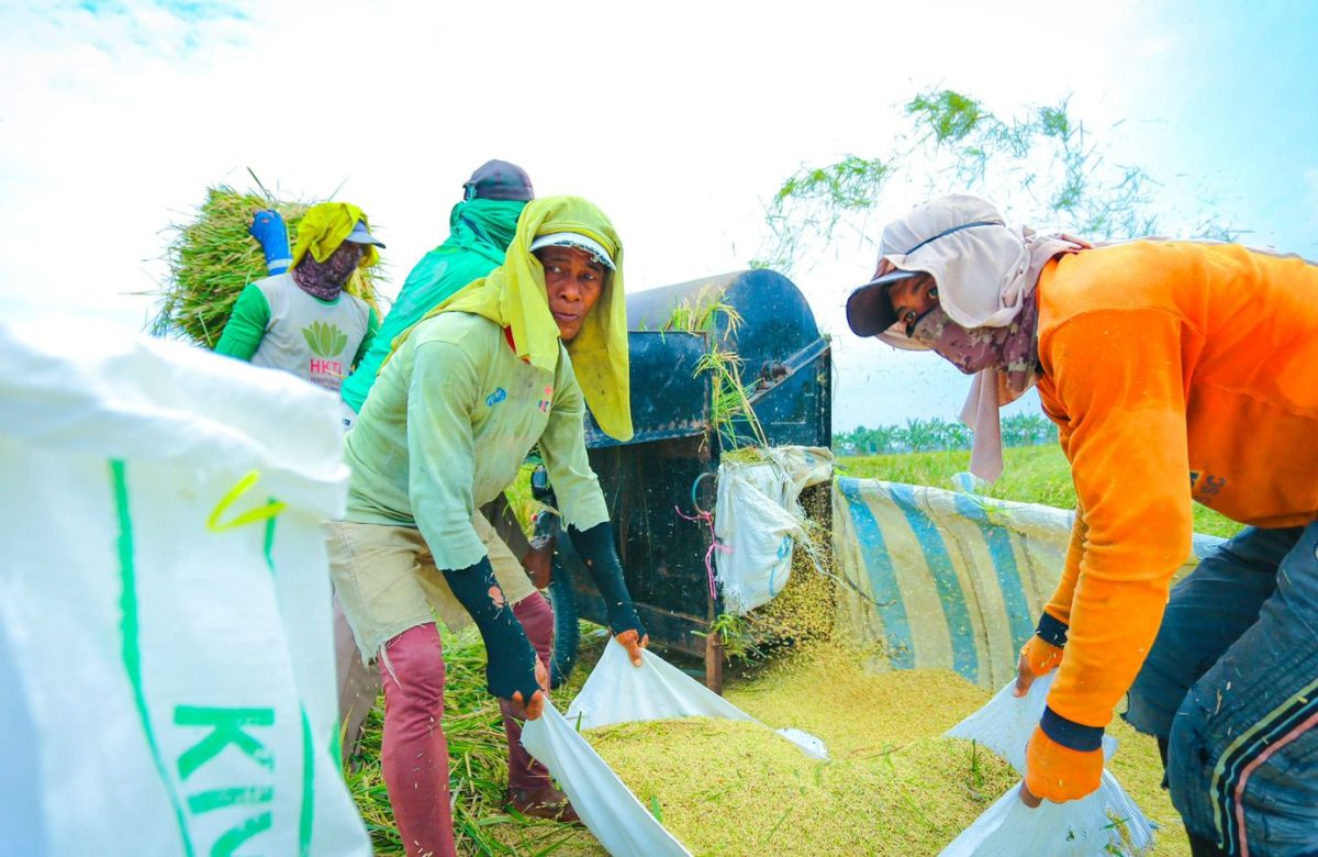 Produksi Beras Semester I 2026 Diproyeksi Meningkat, Luas Panen Ikut Menguat
