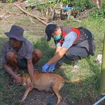 Kementan Gerak Cepat Tangani Kasus Rabies di Maros, Vaksin Darurat Langsung Diterjunkan