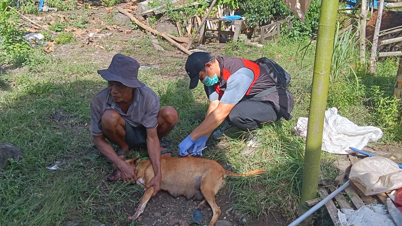 Kementan Gerak Cepat Tangani Kasus Rabies di Maros, Vaksin Darurat Langsung Diterjunkan