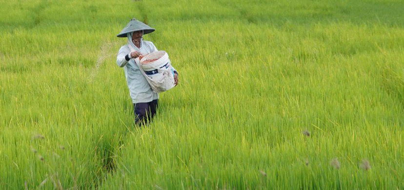 Hari Terakhir Pemutakhiran e-RDKK, Kementan Dorong Petani Tak Lewatkan Kesempatan Dapatkan Pupuk Subsidi