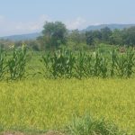 Kementan dan Pemda Perkuat Antisipasi Kemarau, Pastikan Pertanaman Padi Gunungkidul Tetap Aman Hingga Masa Panen
