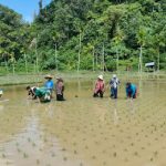 Kementan Kawal Rehabilitasi Lahan Pertanian Pascabencana di Sumatera Barat