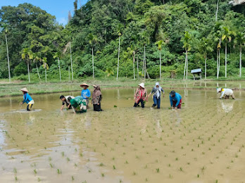 Kementan Kawal Rehabilitasi Lahan Pertanian Pascabencana di Sumatera Barat