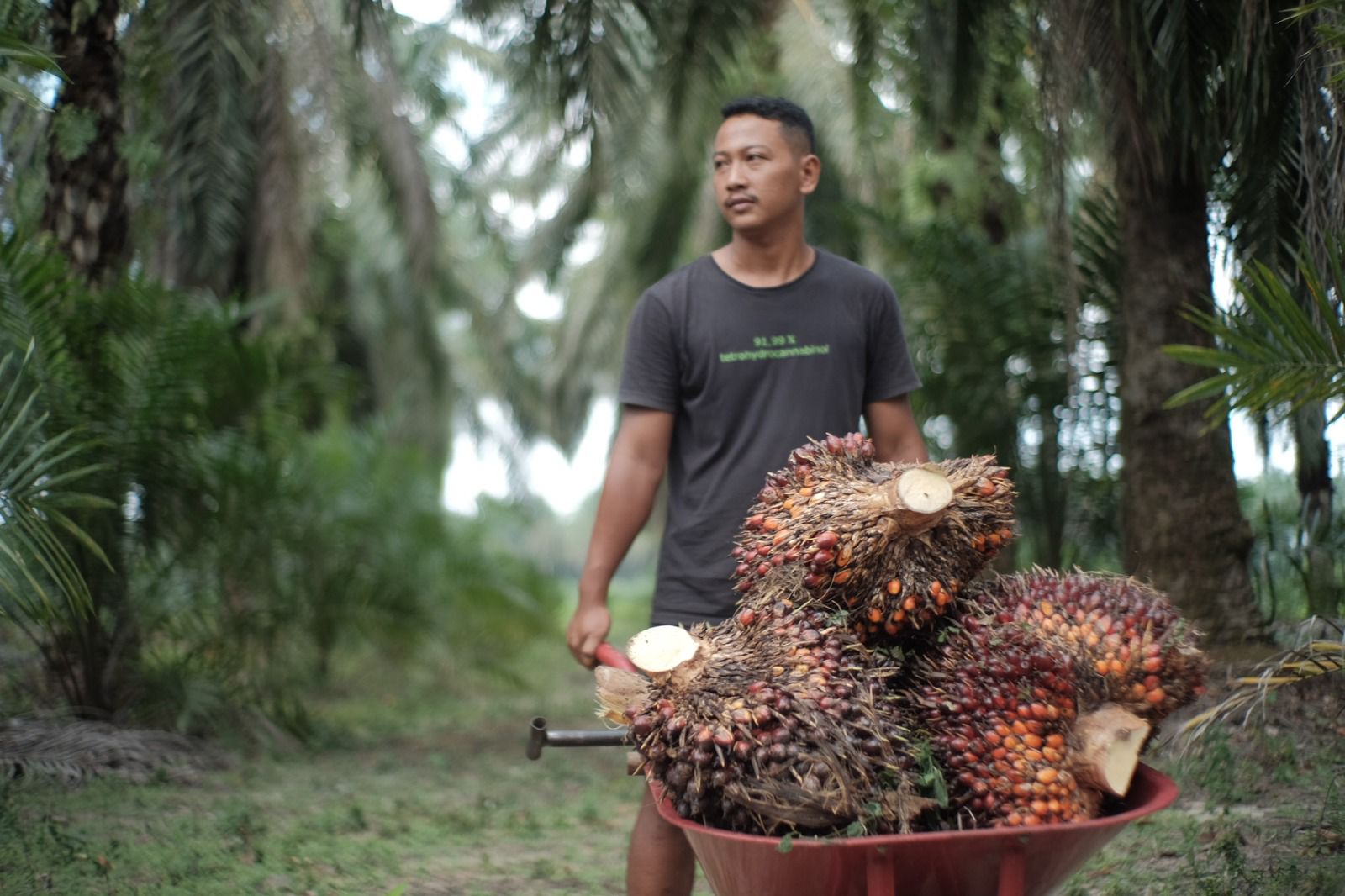 Antisipasi Karhutla Dipicu El Nino, Kementan Inspeksi Kesiapan Perusahaan Sawit