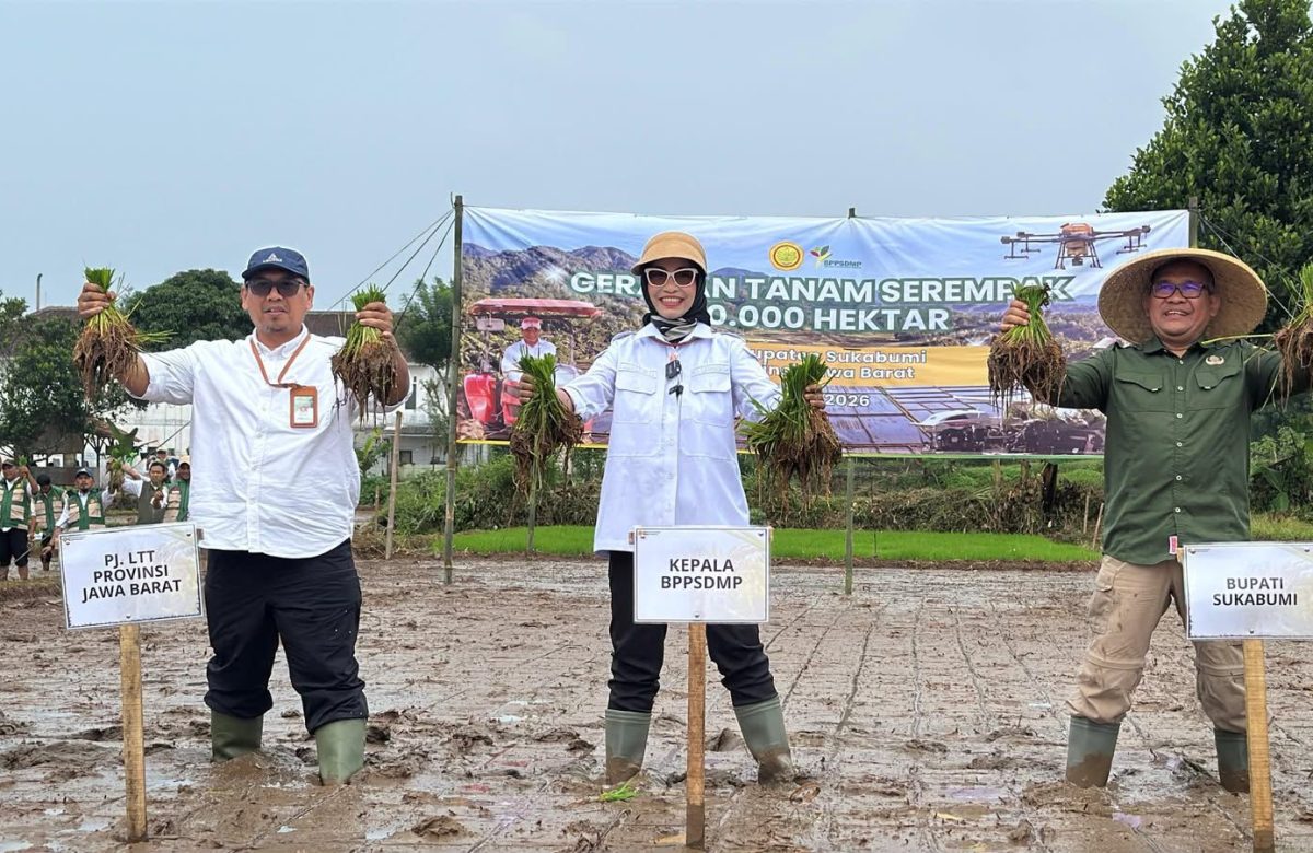 Kementan Akselerasi Tanam Serentak 50 Ribu Hektare untuk Jaga Produksi Pangan Nasional