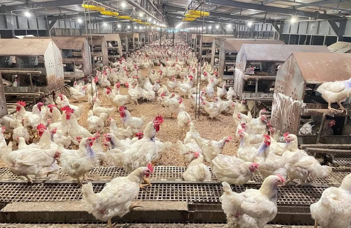 Kementan Kawal Harga Ayam, Peternak Rakyat Jadi Prioritas