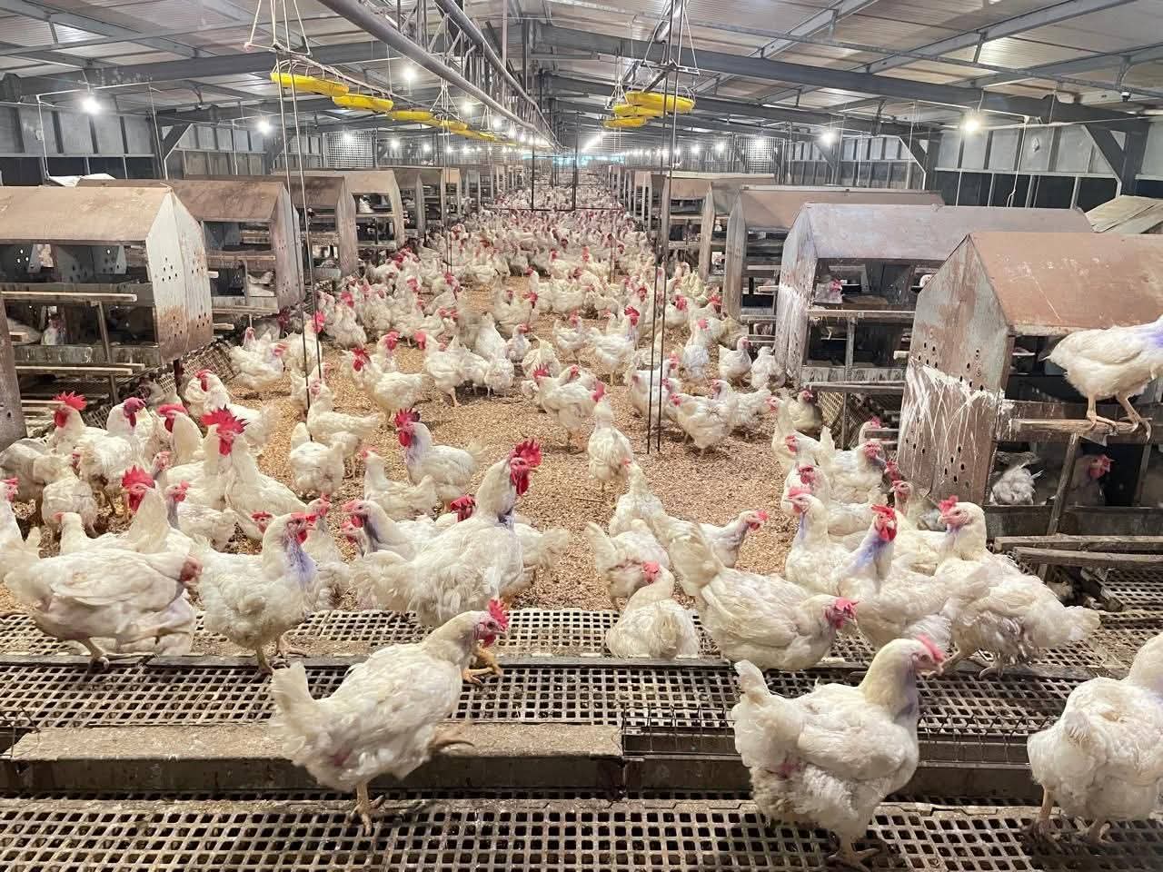 Kementan Kawal Harga Ayam, Peternak Rakyat Jadi Prioritas
