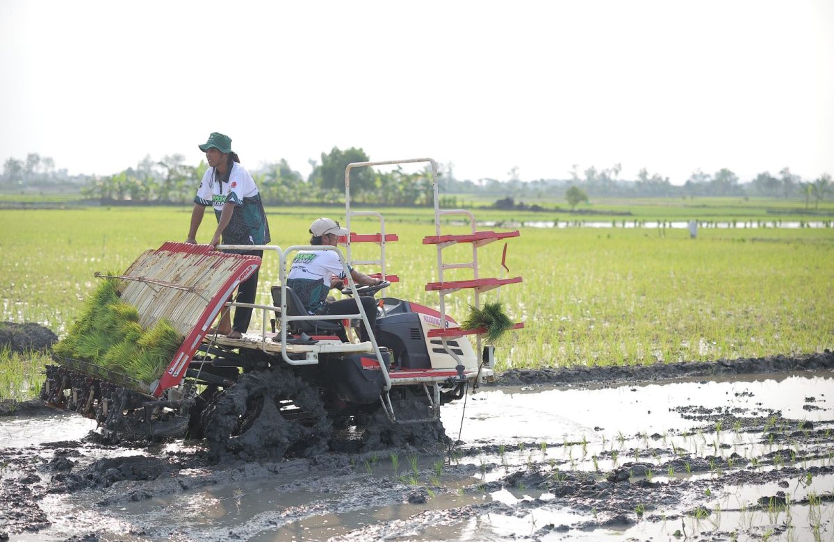 Stok Beras RI Tembus 28 Juta Ton, Wamentan Sudaryono Kebut Tanam 750 Hektar Padi di Lamongan Hadapi El Nino