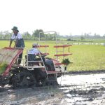 Stok Beras RI Tembus 28 Juta Ton, Wamentan Sudaryono Kebut Tanam 750 Hektar Padi di Lamongan Hadapi El Nino