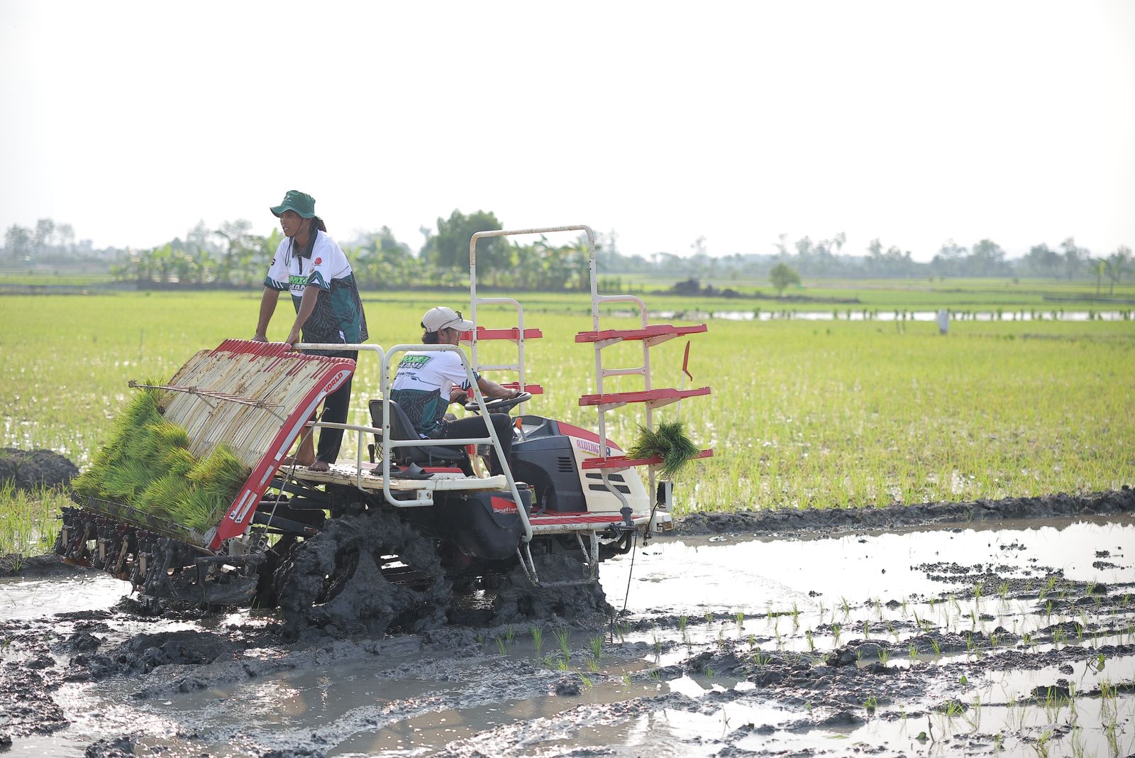 Stok Beras RI Tembus 28 Juta Ton, Wamentan Sudaryono Kebut Tanam 750 Hektar Padi di Lamongan Hadapi El Nino