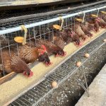 Kementan-BUMN Bangun Ekosistem Hilirisasi Ayam di Bone, Jaga Swasembada Pangan Berkelanjutan