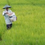 NTP Mei 2026 Naik Jadi 127,73, Mentan Amran Sebut Pendapatan Petani Tumbuh Lebih Cepat dari Biaya Produksi