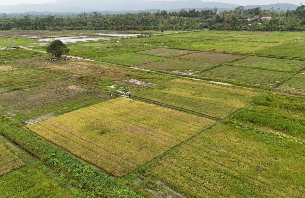 Tak Ada Perampasan Lahan, Masyarakat Papua Dukung Cetak Sawah
