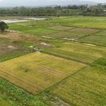 Tak Ada Perampasan Lahan, Masyarakat Papua Dukung Cetak Sawah