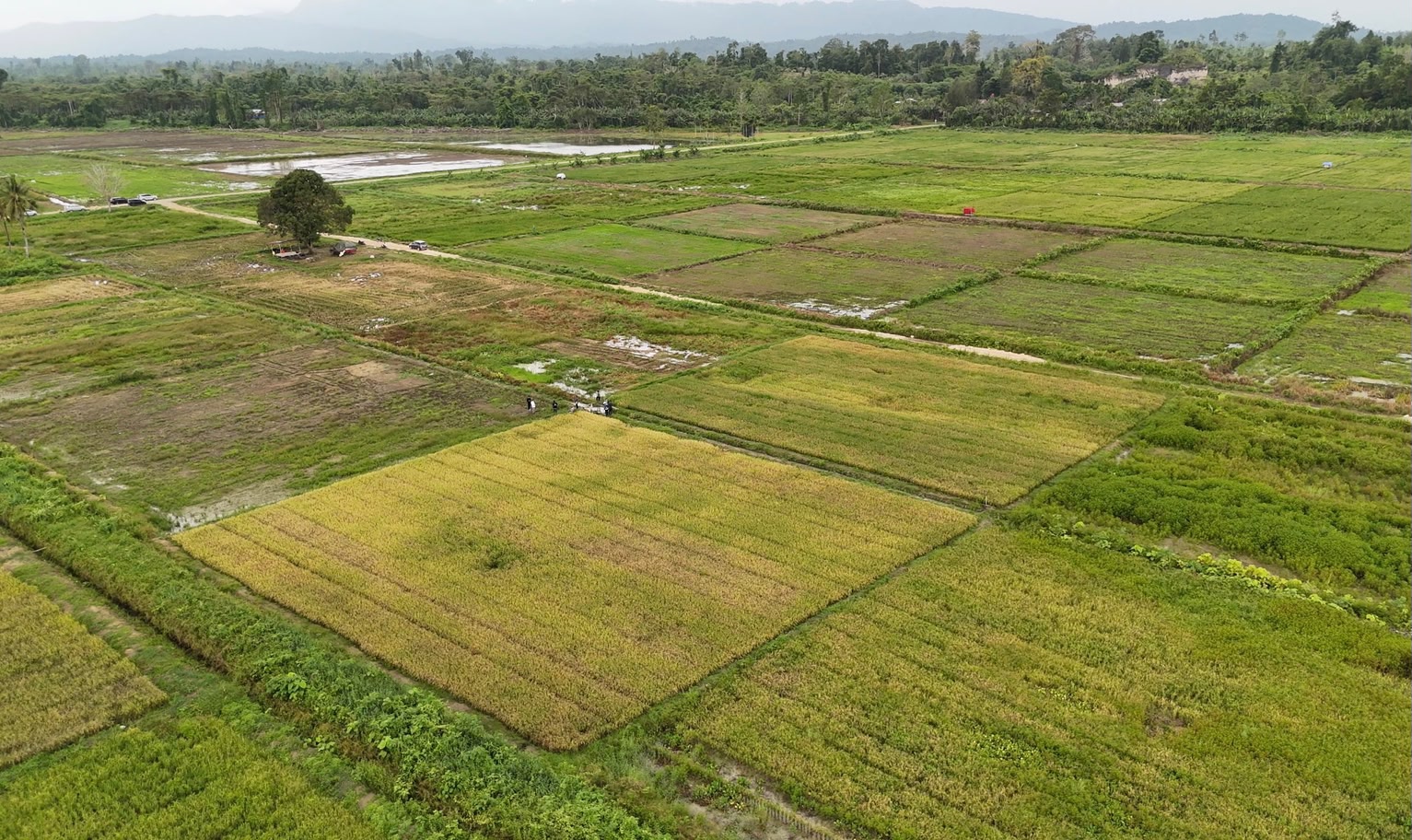 Tak Ada Perampasan Lahan, Masyarakat Papua Dukung Cetak Sawah