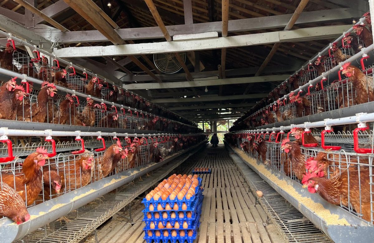 Kementan Kawal Stabilisasi Harga Telur, Serapan Mulai Menguat di Sentra Produksi