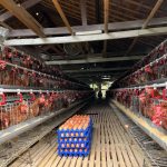 Kementan Kawal Stabilisasi Harga Telur, Serapan Mulai Menguat di Sentra Produksi