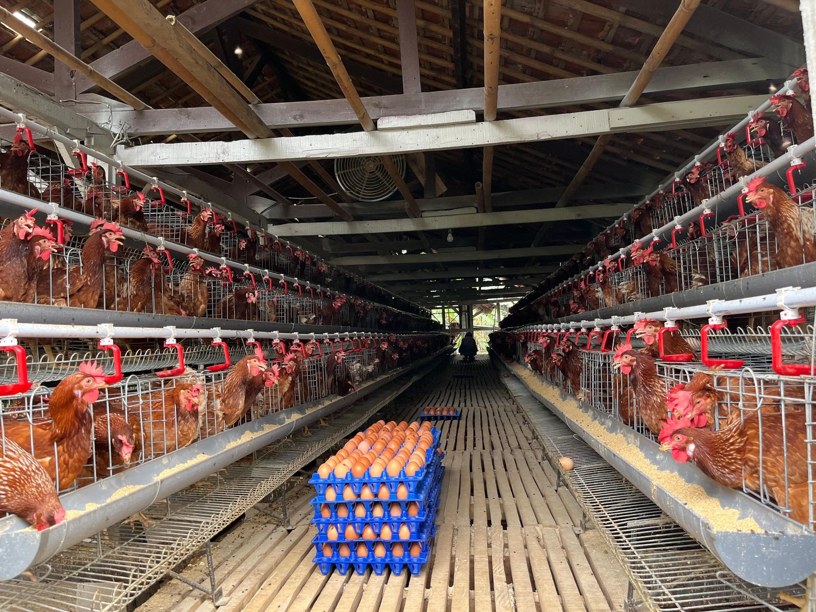 Kementan Kawal Stabilisasi Harga Telur, Serapan Mulai Menguat di Sentra Produksi