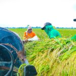 Kontras Dunia: Amerika Rawan Pangan, Indonesia Surplus Beras dan Harga Stabil