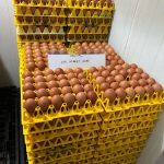 Targetkan Ekspansi Bertahap, WMU Berpeluang Menjadi Produsen Telur Cage-Free Terbesar di Asia Tenggara
