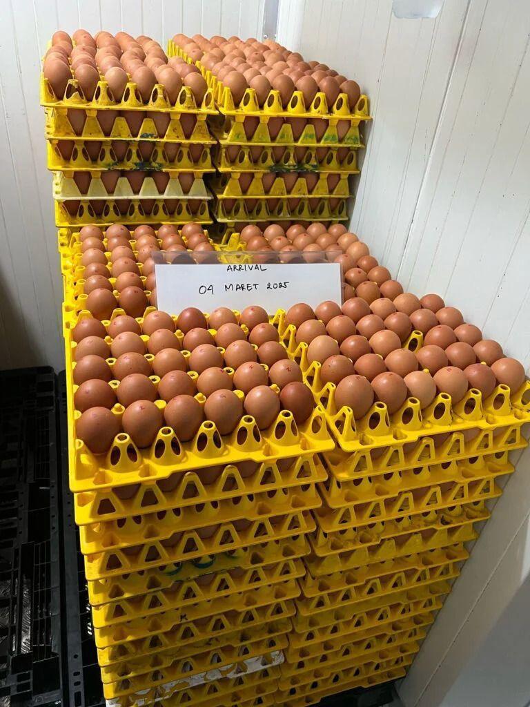 Targetkan Ekspansi Bertahap, WMU Berpeluang Menjadi Produsen Telur Cage-Free Terbesar di Asia Tenggara
