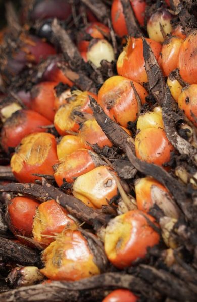 Ekspor CPO Menguat, Indonesia Kian Kokoh sebagai Raja Sawit Dunia