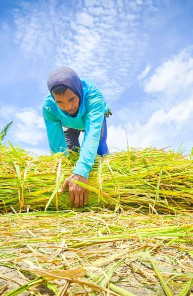 Ekspor Pertanian Melonjak, Impor Turun, Didukung Kinerja Sektor yang Kian Solid dan Menyeluruh