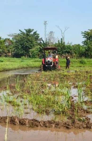 Ekspor Unggas Tembus Rp18,2 Miliar, Bukti Surplus Produksi Nasional