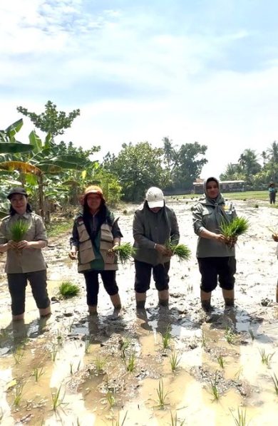 Antisipasi Kemarau, Kementan Percepat Tanam Serempak di Kabupaten Deli Serdang