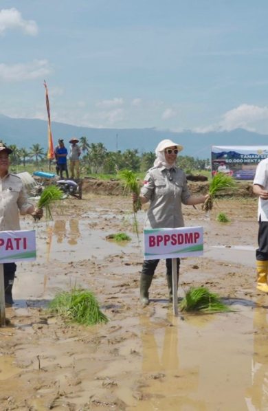 Pacu Produksi Nasional, Kementan Tanam Padi Serempak di 25 Provinsi