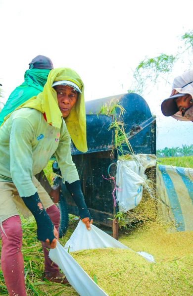 Produksi Beras Semester I 2026 Diproyeksi Meningkat, Luas Panen Ikut Menguat