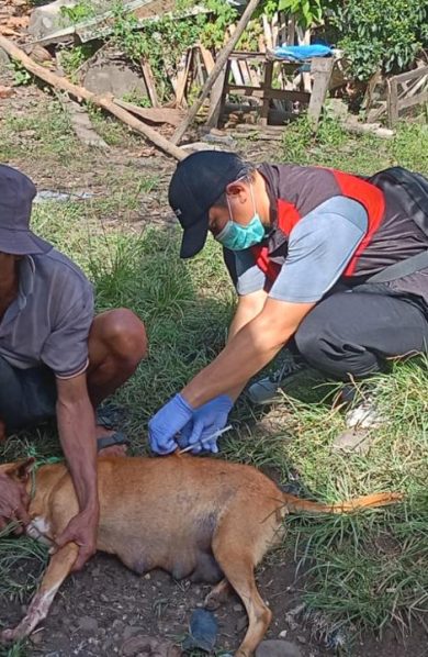 Kementan Gerak Cepat Tangani Kasus Rabies di Maros, Vaksin Darurat Langsung Diterjunkan