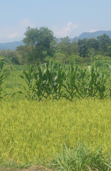 Kementan dan Pemda Perkuat Antisipasi Kemarau, Pastikan Pertanaman Padi Gunungkidul Tetap Aman Hingga Masa Panen