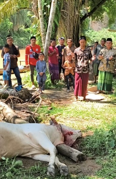 ARM HA-IPB SALURKAN SAPI KURBAN KE PANTAI KERA, ACEH TIMUR