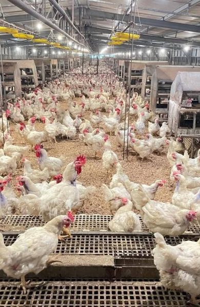 Kementan Kawal Harga Ayam, Peternak Rakyat Jadi Prioritas