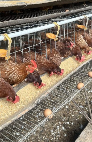 Kementan-BUMN Bangun Ekosistem Hilirisasi Ayam di Bone, Jaga Swasembada Pangan Berkelanjutan