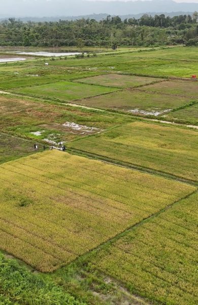 Tak Ada Perampasan Lahan, Masyarakat Papua Dukung Cetak Sawah