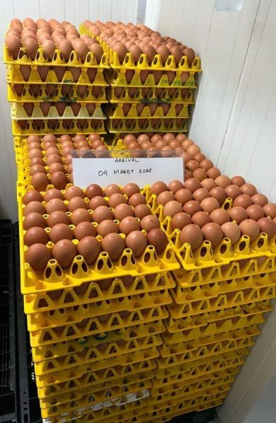 Targetkan Ekspansi Bertahap, WMU Berpeluang Menjadi Produsen Telur Cage-Free Terbesar di Asia Tenggara
